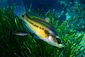Peacock Wrasse